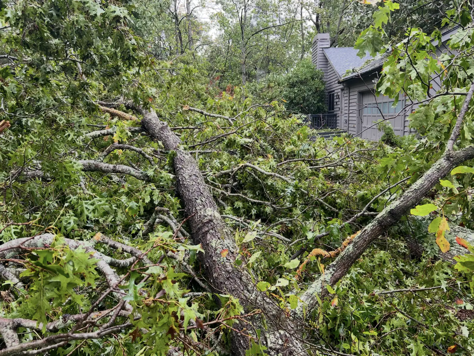 Fallen oak trees piled in front of our garage after Hurricane Helene, covering the ground completely.