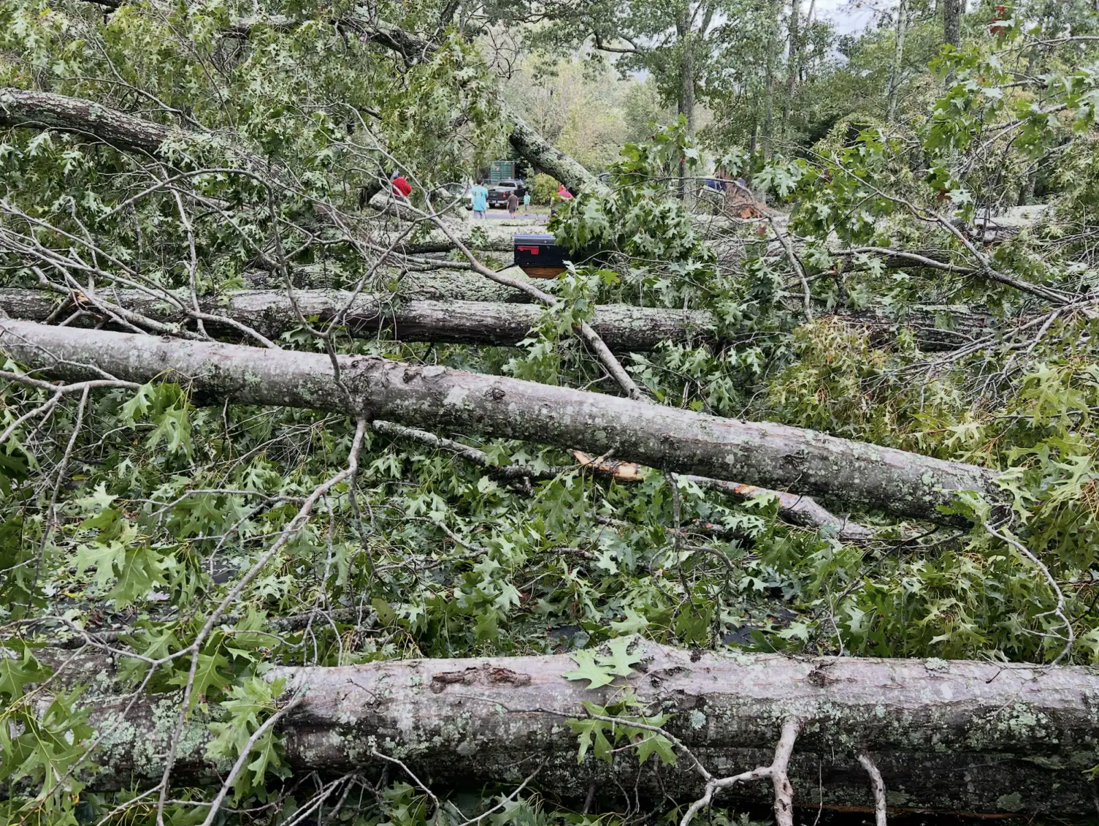 Several fallen trees stacked across the road at our mailbox, with neighbors gathering beyond them after Hurricane Helene.